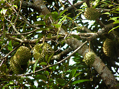 File:Durian tree.jpg