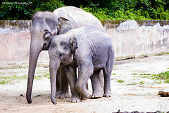 Taiping lake zoo elephant.jpg