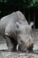 Taiping lake zoo rhinoceros.jpg