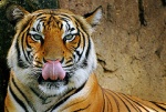 Zoo melaka tiger.jpg