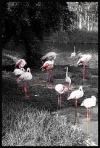 Zoo melaka flamengos.jpg