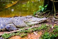 Taiping lake zoo crocodile.jpg