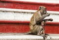 Long tail monkey at Batu Caves.jpg