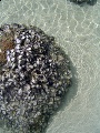 Teluk nipah perak shell.jpg