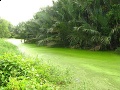 Green river at kuala selangor.jpg