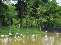 Putrajaya wetland park 02.jpg