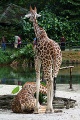 Taiping lake zoo giraffe.jpg