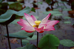 Tasik chini flower.jpg