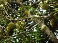 Durian tree.jpg