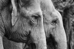 Zoo melaka elephant.jpg